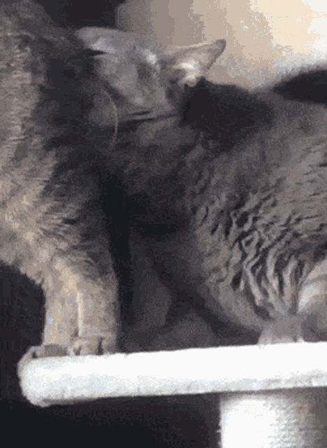 two cats are sitting on a scratching post and one is looking at the camera