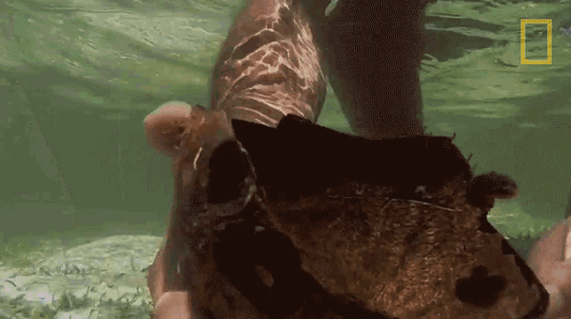 a person is swimming in the water with a national geographic logo on the bottom