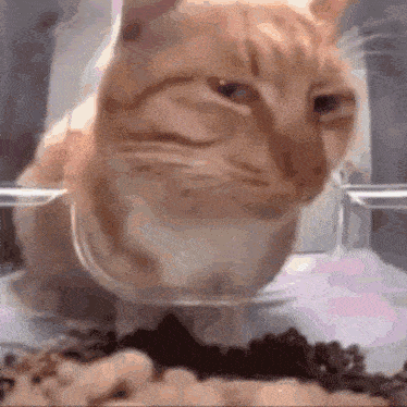a close up of a cat eating from a glass bowl