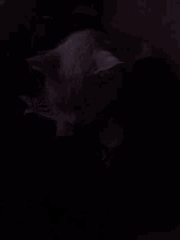 a cat is laying down in the dark with its eyes closed .