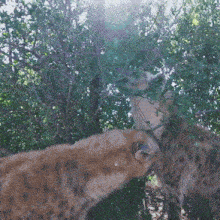 a leopard eating leaves from a tree while another leopard watches