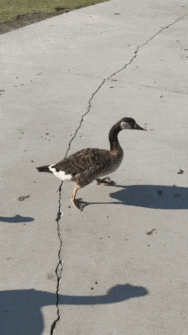a row of ducks walking down a sidewalk with a trash can in the background