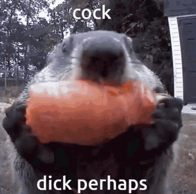 a squirrel is holding a pumpkin in its paws with the words cock dick perhaps written on it