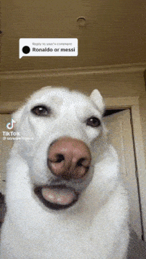 Cachorro Dog GIF - Cachorro Dog Dont Care GIFs