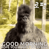 a gorilla is standing in a field with the words `` good morning hope you have a good day '' written on it .