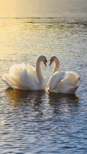 two white swans are making a heart shape with their necks