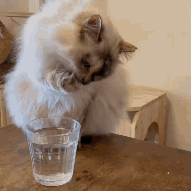 Cat Water GIF - Cat Water Cup GIFs