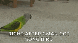 a person is pointing at a green parrot with the words `` right after gman got song bird '' written below it .