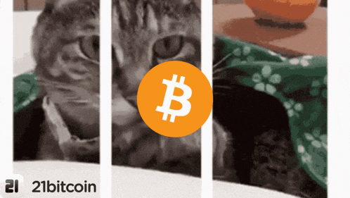 a picture of a cat next to a picture of a bitcoin symbol
