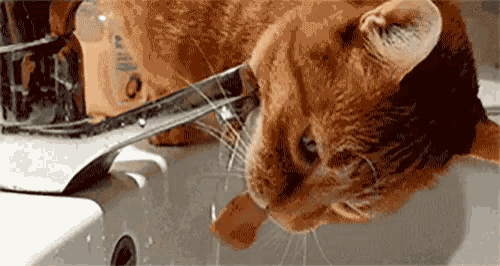 Thirsty Cats GIF - Thirsty Cats You Are So Thirsty GIFs