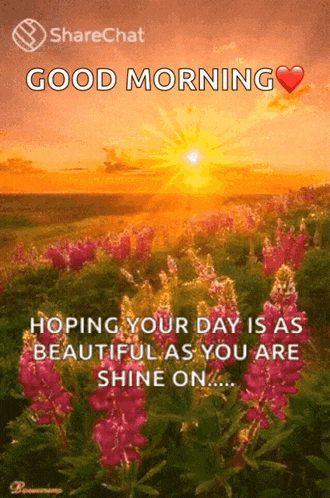 a picture of a field of flowers with the words good morning hoping your day is as beautiful as you are shine on ...