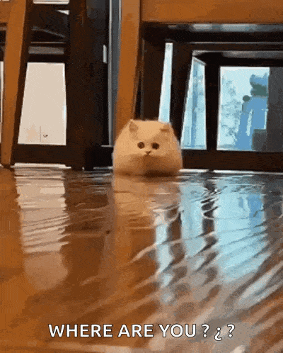 a cat is standing in a puddle of water and asking where are you .