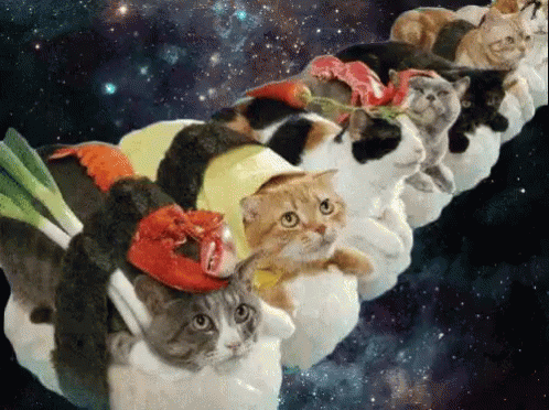 Sushi Cats GIF - Sushi Cat Eat GIFs