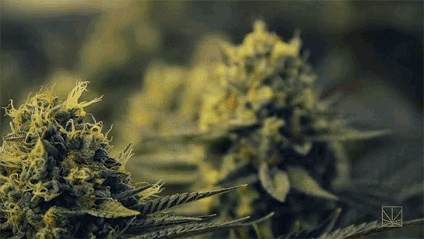 Merry Jane Wide World Of Cannabis GIF - Merry Jane Wide World Of Cannabis Lemon Og GIFs