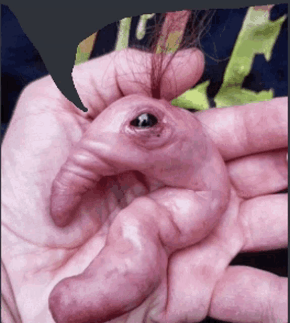 a person is holding a baby elephant in their hand with an eye