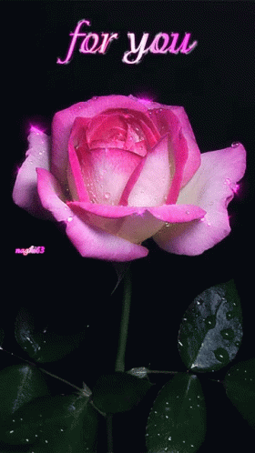 Love Rose GIF - Love Rose For You GIFs