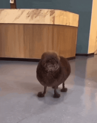 a small brown dog is standing on its hind legs in front of a wooden counter
