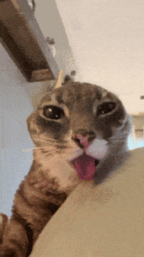 a close up of a cat 's face with its tongue out