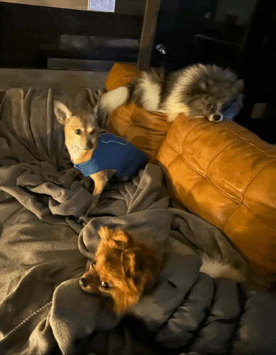 three small dogs are laying on a couch with a blanket