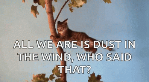 Windy Cat GIF - Windy Cat Holding On GIFs