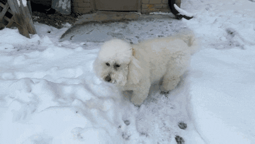 a small white dog is standing in the snow near a doorway