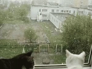 Cats Snow GIF - Cats Cat Snow GIFs