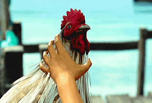 a person petting a rooster with a red crest on its head