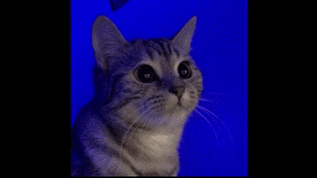 a close up of a cat looking at the camera on a blue background