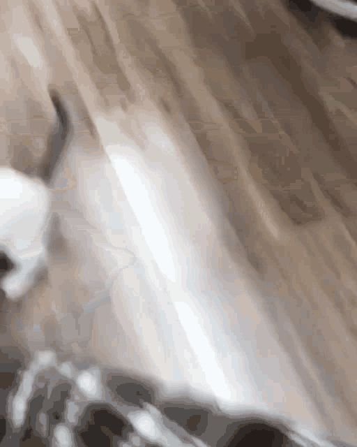 Cat Bouncing GIF - Cat Bouncing Hug GIFs
