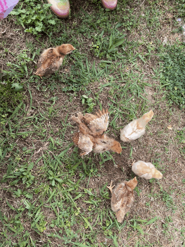 a group of baby chickens are laying on the grass