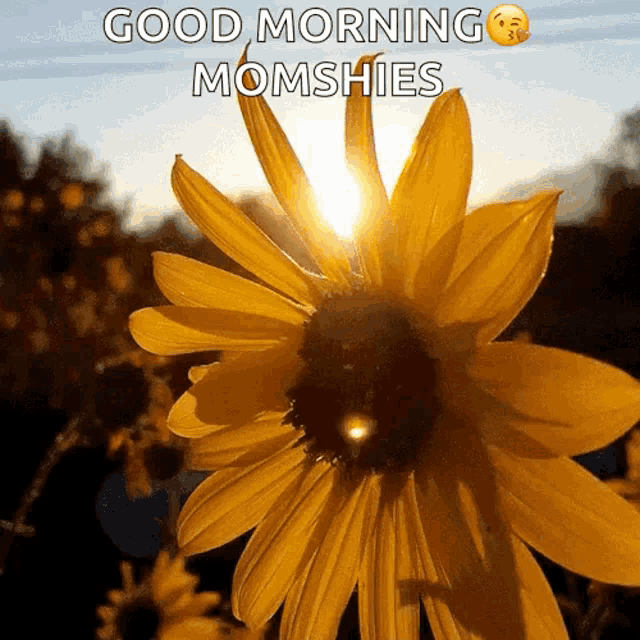 a picture of a sunflower with the words good morning momshies on it