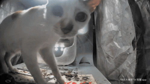 a cat standing on a table with chinese writing on it