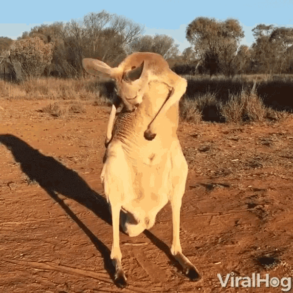 Grooming Kangaroo GIF - Grooming Kangaroo Cleaning Up GIFs