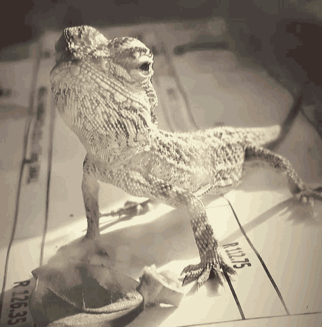 a lizard is standing on a piece of paper that says r12635