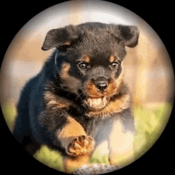 a rottweiler puppy is running in a circle .