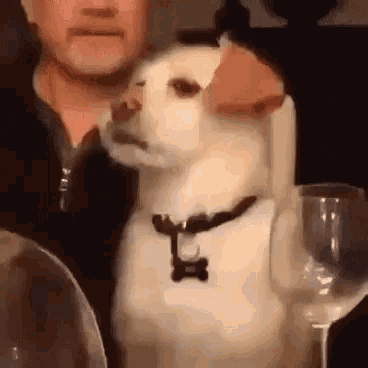 a white dog is sitting on a table next to a man .