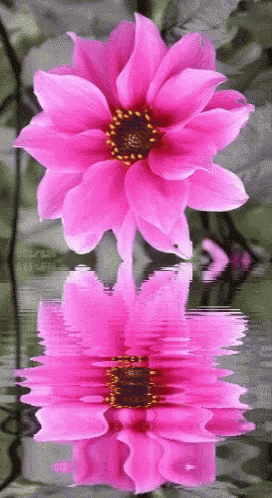 Flower Reflection GIF - Flower Reflection GIFs