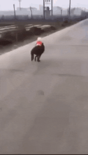a black dog wearing a red hat is running down a street .