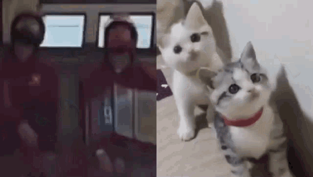 Vanteguggie Taejin Cat GIF - Vanteguggie Taejin Cat Thv GIFs
