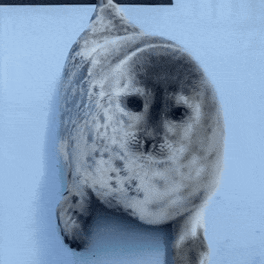 Seal Tokkari GIF - Seal Tokkari Ringed Seal GIFs