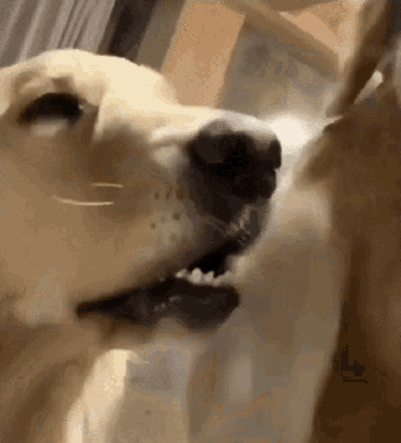 a dog is licking another dog 's nose with its mouth open .