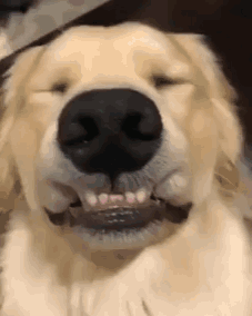 Cachorro Feliz Cachorro Sorrindo GIF - Cachorro Feliz Cachorro Sorrindo GIFs
