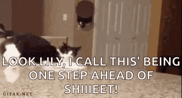 Cat Adorable GIF - Cat Adorable Fall Off GIFs