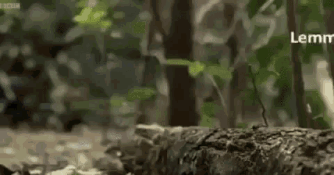 a black bird is standing on a tree stump in the woods and says lemme smash .