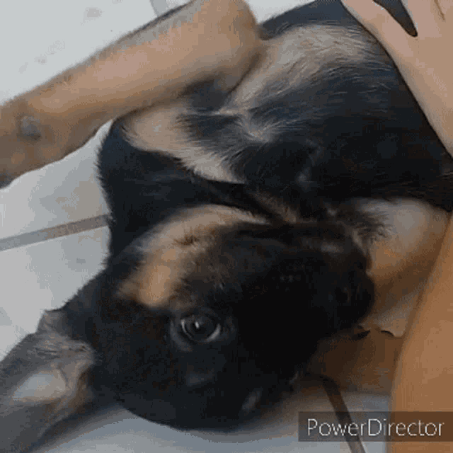 a german shepherd puppy is laying on its back with a person 's hand petting it .