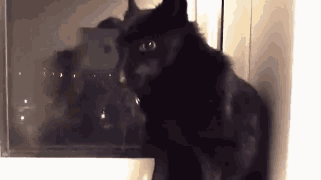 a black cat is standing in front of a window and looking out .