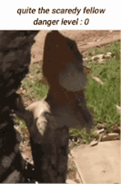 quite the scaredy fellow danger level : 0 with a picture of a squirrel