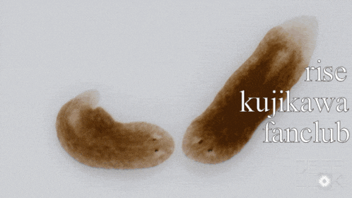rise kujikawa fanclub written on a white surface