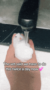 the vet said we have to do this twice a day now with a picture of a hamster under a faucet