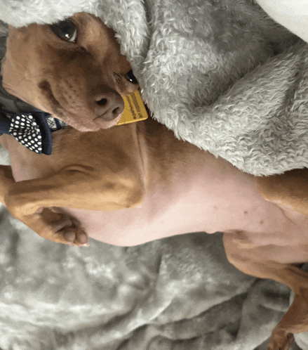 a dog laying on its back with a tag that says ' agility ' on it